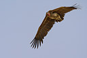 BUITEN BEELD Foto: 70288
