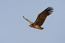 BUITEN BEELD Foto: 70289