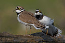 BUITEN BEELD Foto: 70348