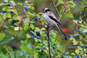 BUITEN BEELD Foto: 70352