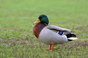 BUITEN BEELD Foto: 70359