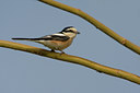 BUITEN BEELD Foto: 70370