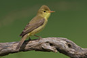 BUITEN BEELD Foto: 70378