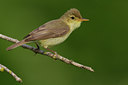 BUITEN BEELD Foto: 70388
