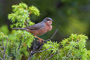 BUITEN BEELD Foto: 70418