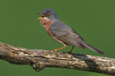 BUITEN BEELD Foto: 70429