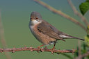 BUITEN BEELD Foto: 70445