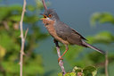 BUITEN BEELD Foto: 70446