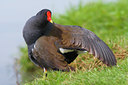 BUITEN BEELD Foto: 70447