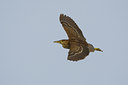 BUITEN BEELD Foto: 70465