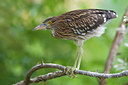 BUITEN BEELD Foto: 70485