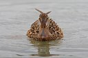 BUITEN BEELD Foto: 70522