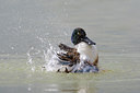 BUITEN BEELD Foto: 70530