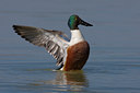 BUITEN BEELD Foto: 70531