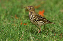BUITEN BEELD Foto: 70584