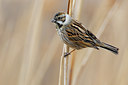 BUITEN BEELD Foto: 70585