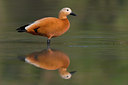 BUITEN BEELD Foto: 70590