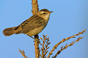 BUITEN BEELD Foto: 70619