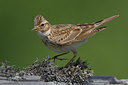 BUITEN BEELD Foto: 70639