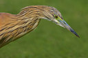 BUITEN BEELD Foto: 70654
