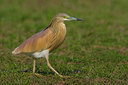 BUITEN BEELD Foto: 70655