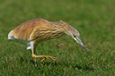 BUITEN BEELD Foto: 70661