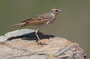 BUITEN BEELD Foto: 70668