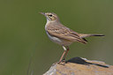 BUITEN BEELD Foto: 70670
