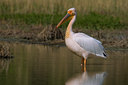 BUITEN BEELD Foto: 70685