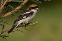 BUITEN BEELD Foto: 70693