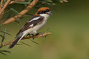 BUITEN BEELD Foto: 70694