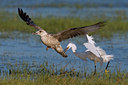 BUITEN BEELD Foto: 70704