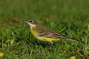 BUITEN BEELD Foto: 70705