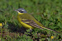 BUITEN BEELD Foto: 70710