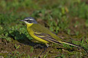 BUITEN BEELD Foto: 70711