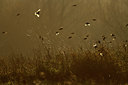 BUITEN BEELD Foto: 70723