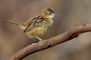 BUITEN BEELD Foto: 70725