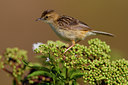 BUITEN BEELD Foto: 70732