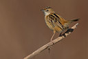 BUITEN BEELD Foto: 70744