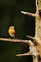 BUITEN BEELD Foto: 70804