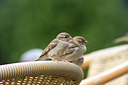 BUITEN BEELD Foto: 71034