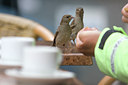 BUITEN BEELD Foto: 71035
