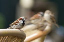 BUITEN BEELD Foto: 71037