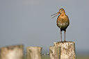 BUITEN BEELD Foto: 71051