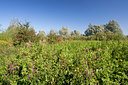 BUITEN BEELD Foto: 71118