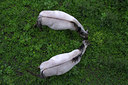 BUITEN BEELD Foto: 71149