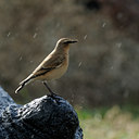 BUITEN BEELD Foto: 71268