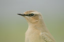 BUITEN BEELD Foto: 71269