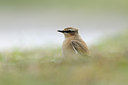 BUITEN BEELD Foto: 71282