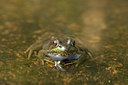 BUITEN BEELD Foto: 71293